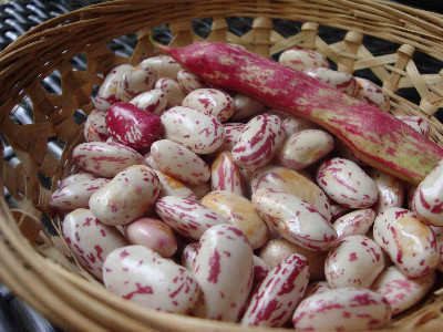 cranberry beans
